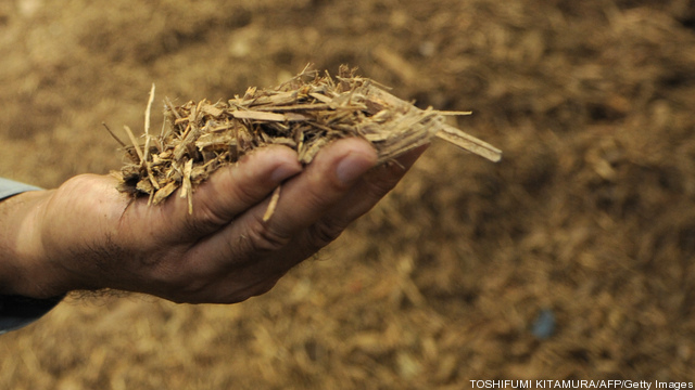 A worker holds up wood chips at the Kawa