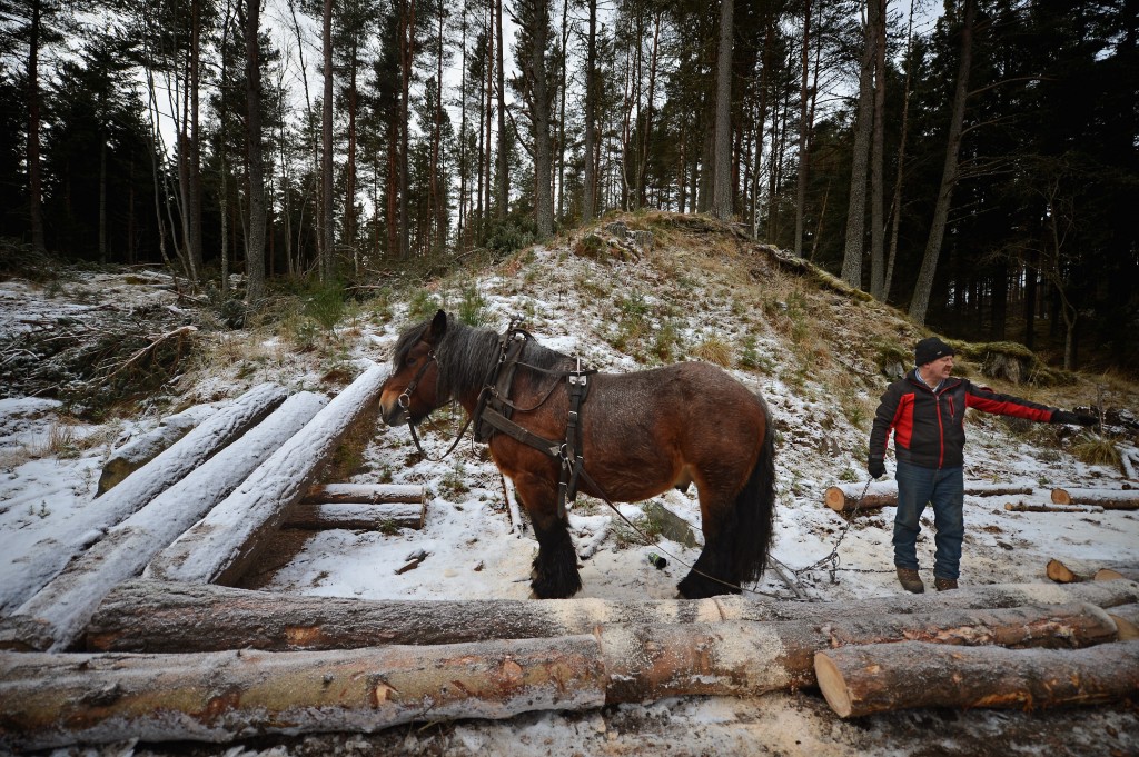 Horse Logging On The Balmoral Estate