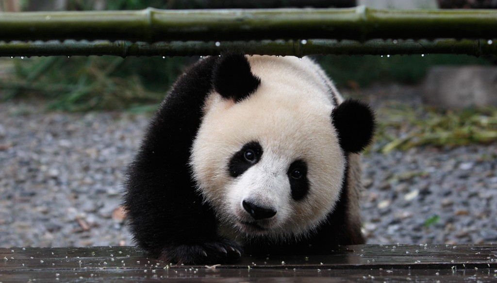 CH: Lack Of Tourists Aftr Earthquake At Pandas Breeding Center in Chengdu