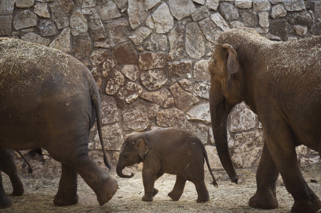 New Born Elephants Appear At The Safari Zoo In Israel
