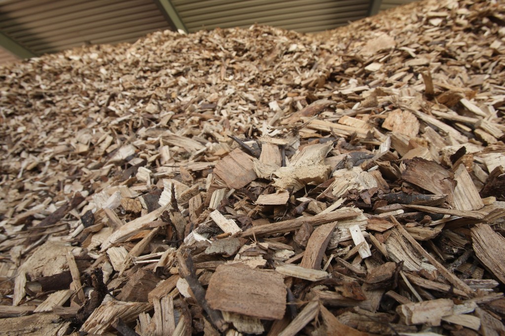Interest In Bioenergy On the Rise
