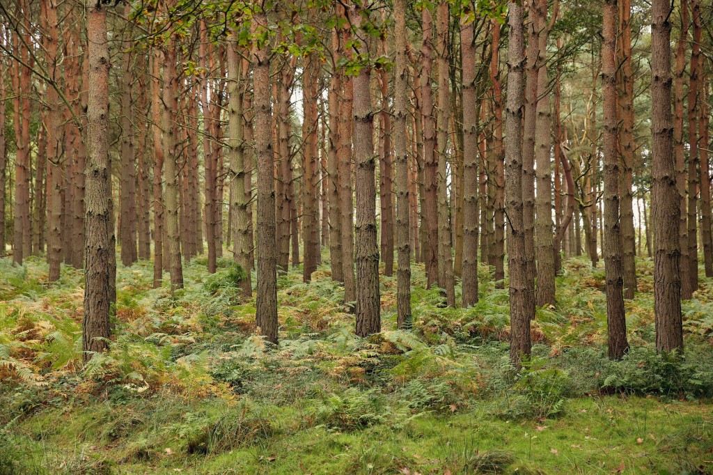 Woodland Near Bramshill in Hampshire