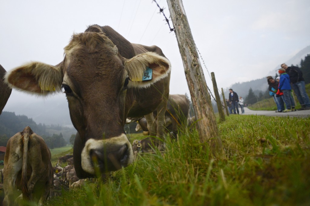 Cattle Return From Alpine Summer Grazing