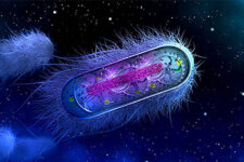 New DARPA project explores microbes for bio-manufacturing in space