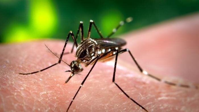 DARPA wants to alter human skin biomes to fight deadliest enemy: mosquitos